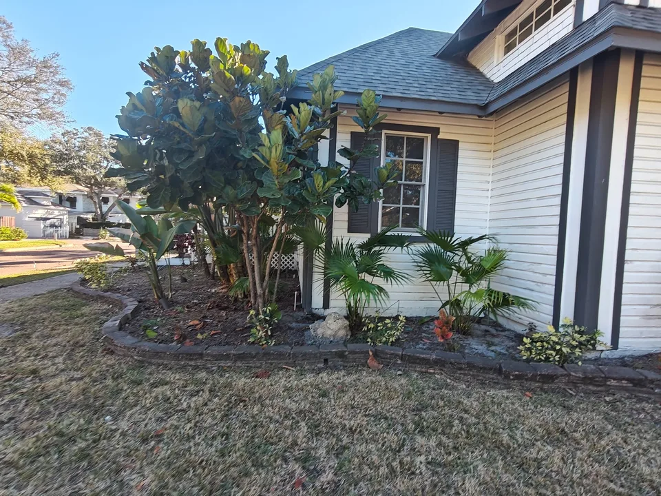 After landscaping bed cleanup and thinning right corner Gulfport Florida