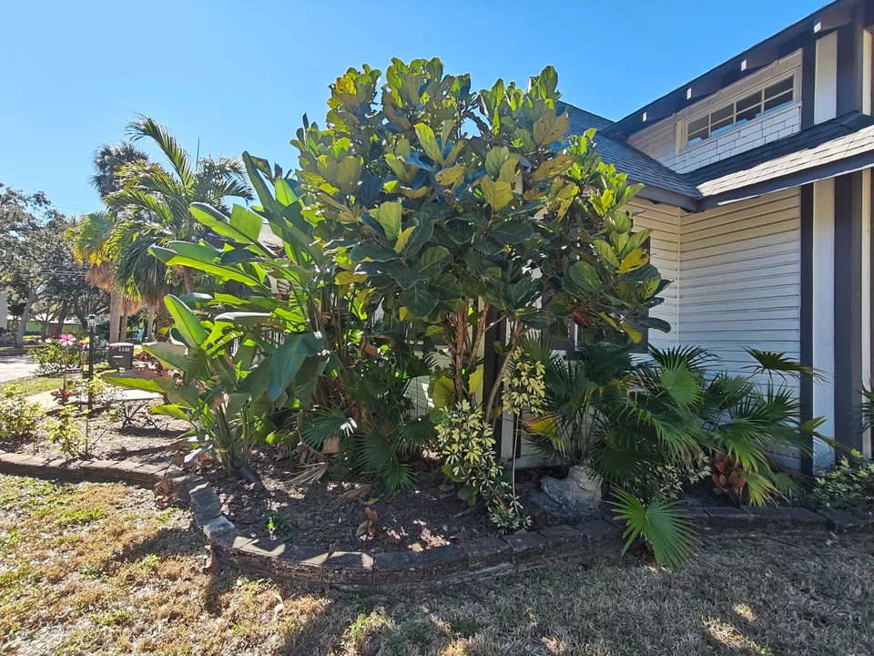 Before landscaping bed cleanup right corner Gulfport Florida
