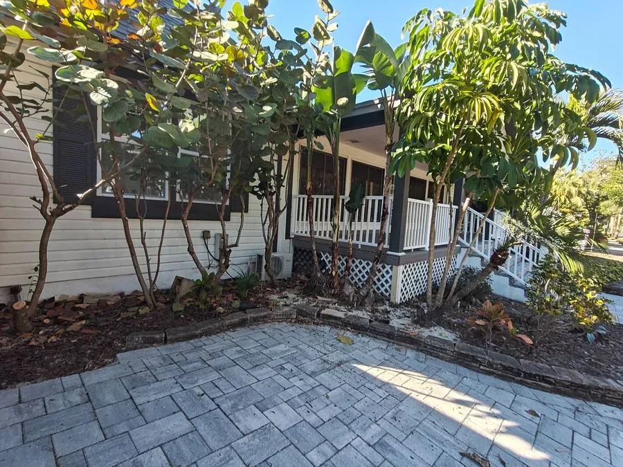 After sea grape trees pruned and shaped left side St Petersburg Florida