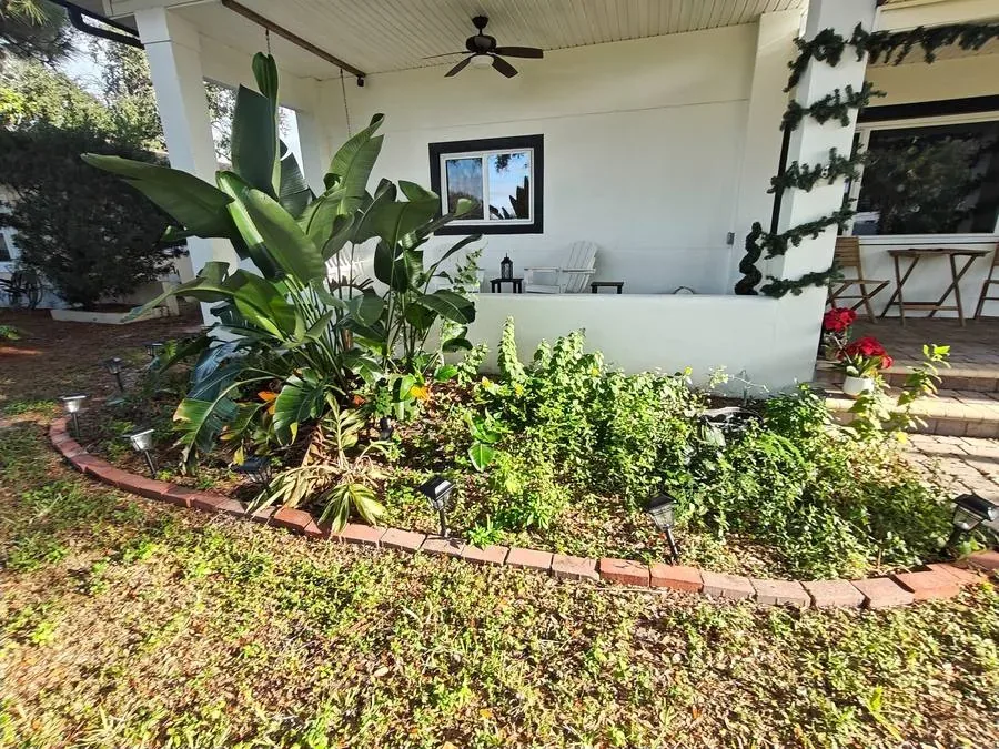 Before yard cleanup with overgrown tropical plants St Petersburg Florida