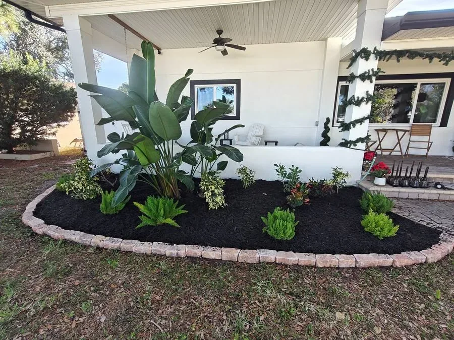 After yard cleanup tropical palms trimmed and shaped St Petersburg Florida